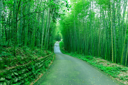 竹林高清