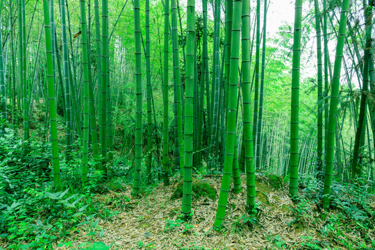 綠竹林
