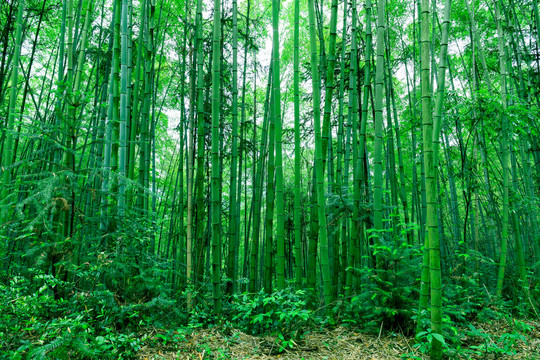 竹林高清