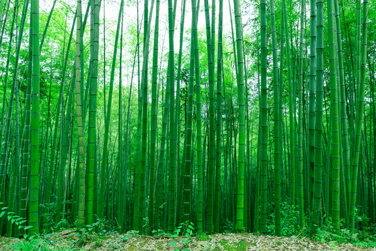 竹林实拍素材