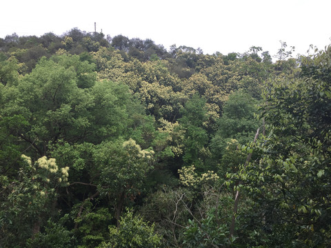 新会圭峰山美景