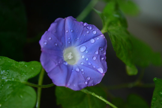 牵牛花