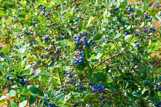 蓝莓园