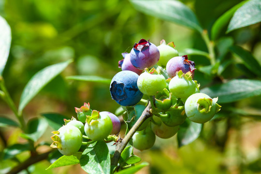 山东蓝莓