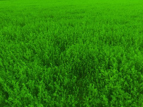 绿色草