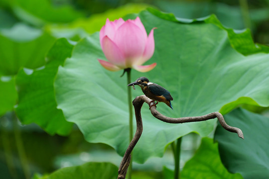 翠鸟荷花