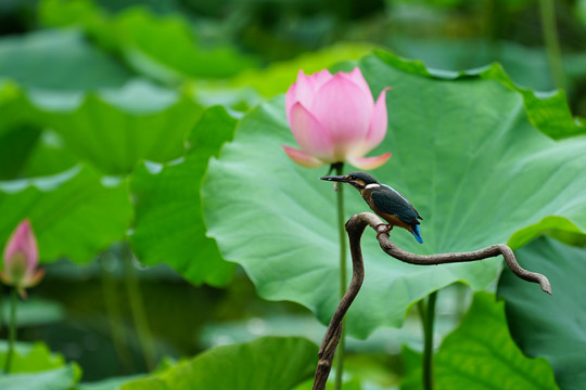 翠鸟荷花