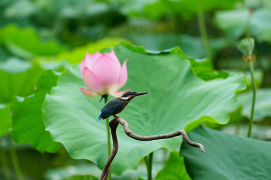 翠鸟荷花