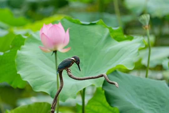 翠鸟荷花