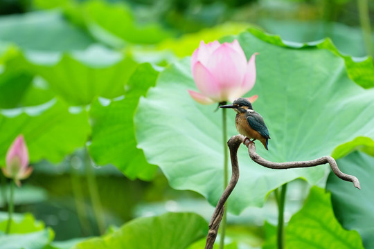 翠鸟荷花