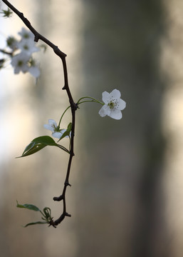 梨花