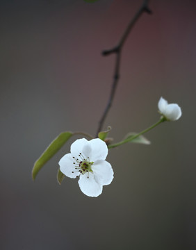 梨花