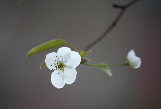 梨花