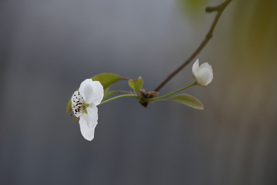 梨花