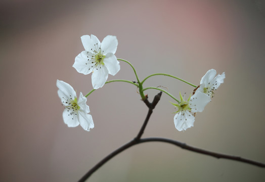 梨花