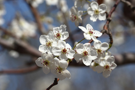 梨花