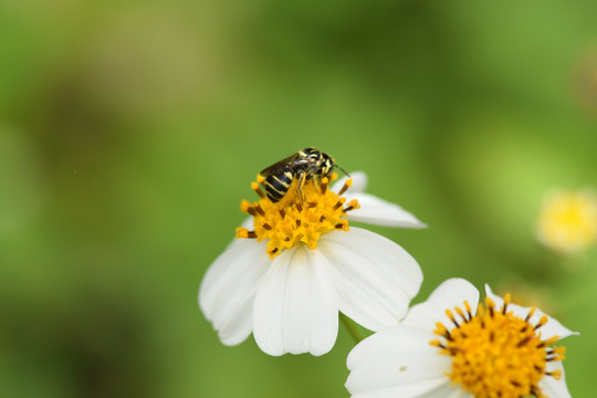 蜜蜂