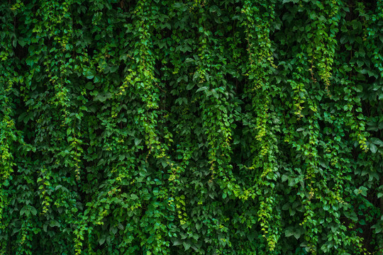 绿色植物绿叶背景墙