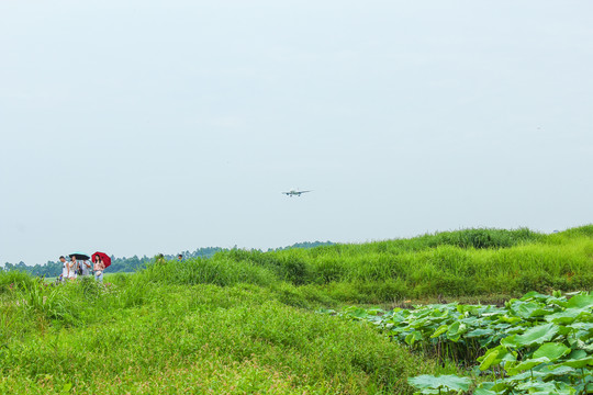 成都空港花田