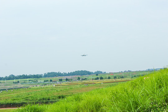 成都双流空港花田