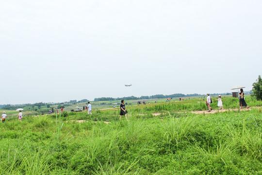 成都空港花田