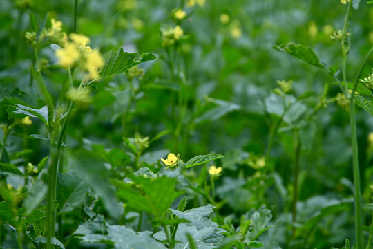 油菜花