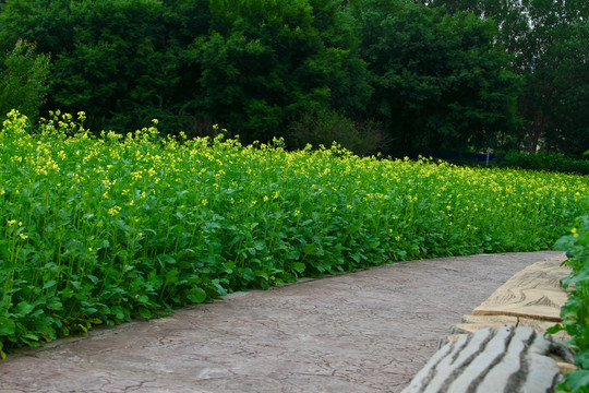 油菜花小路