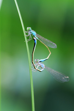 蓝蜻蜓