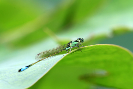 蓝蜻蜓