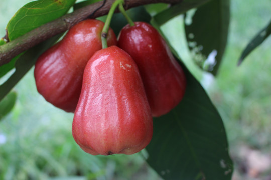 新鲜莲雾水果