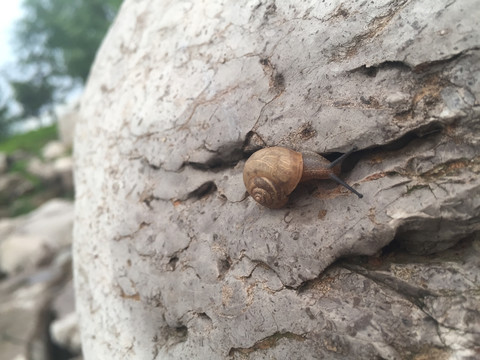 石头上可爱的蜗牛在爬行