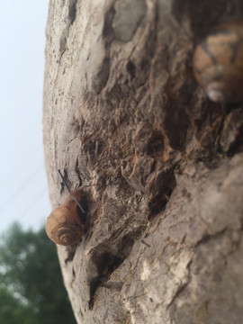 石头上的活体蜗牛可爱