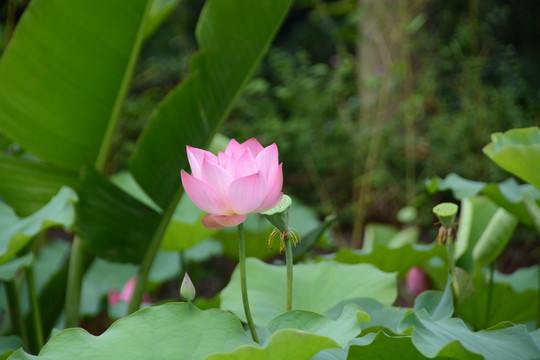 粉色荷花