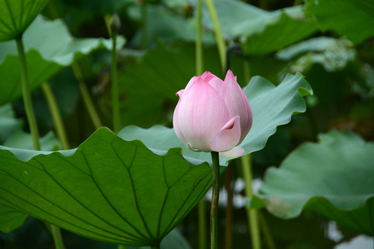 荷花特写