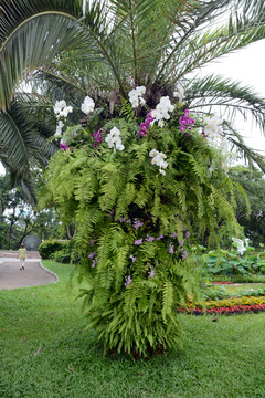 树上花卉兰花