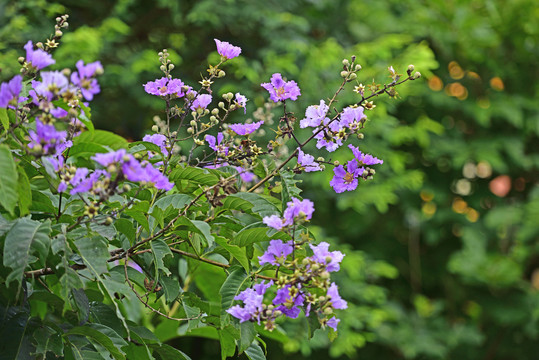 紫薇花