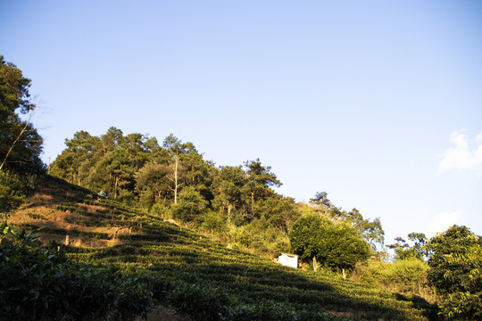 茶山