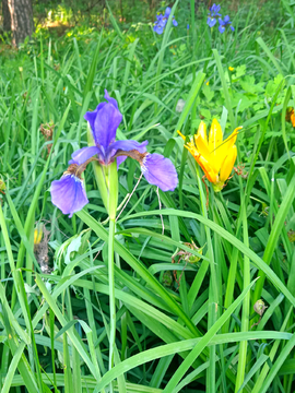 鸢尾花