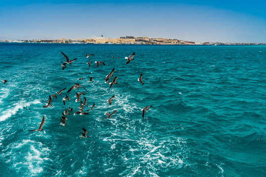 非洲埃及红海空中飞翔的海鸥