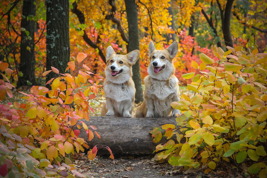 柯基犬图片可爱狗宝宝