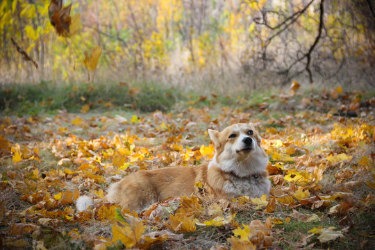 柯基犬图片