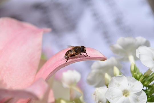 蜜蜂授粉