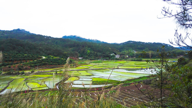 家乡田野