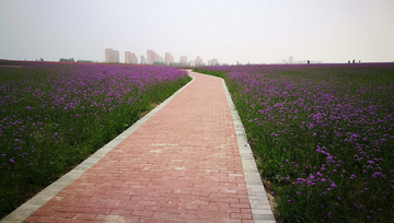 都市花海