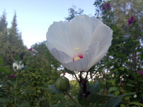 木槿花开