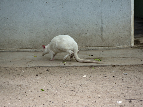 白化赤颈袋鼠