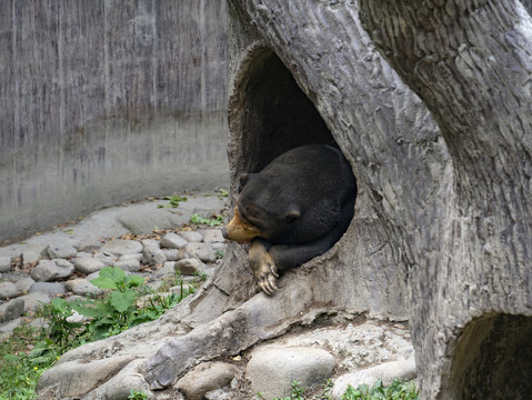 马来熊