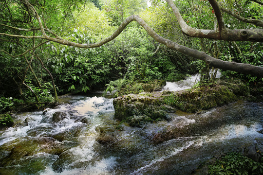 水上森林