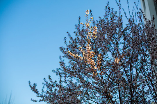 春天里的一棵树