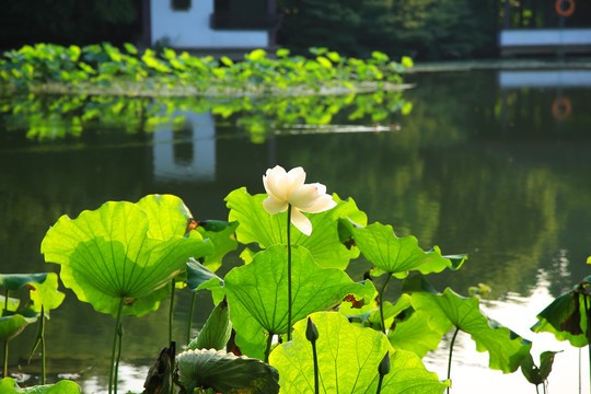 曲院风荷景区